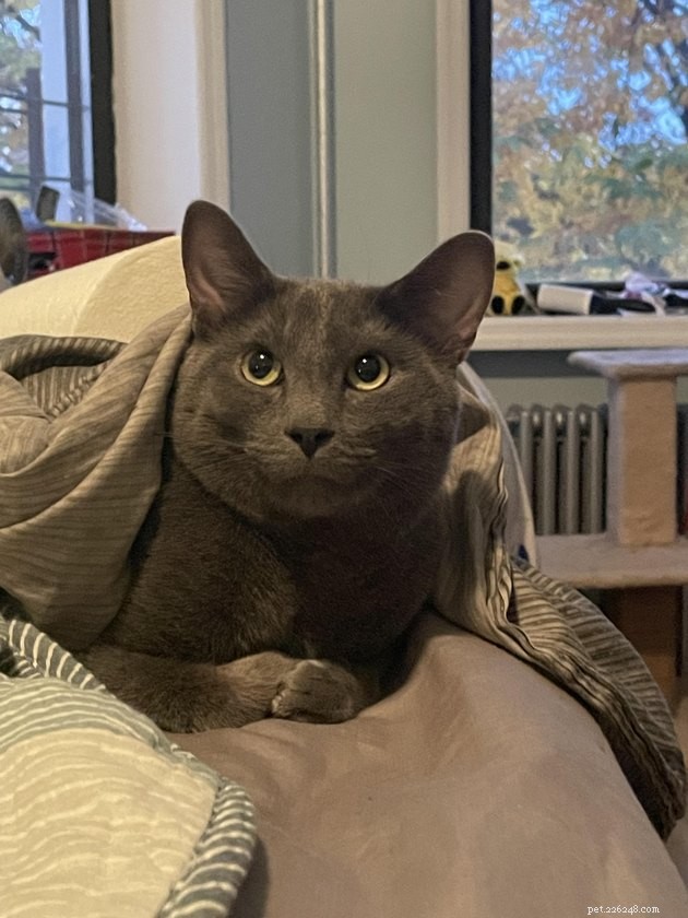 16 Captivating Photographs of Gray Cats