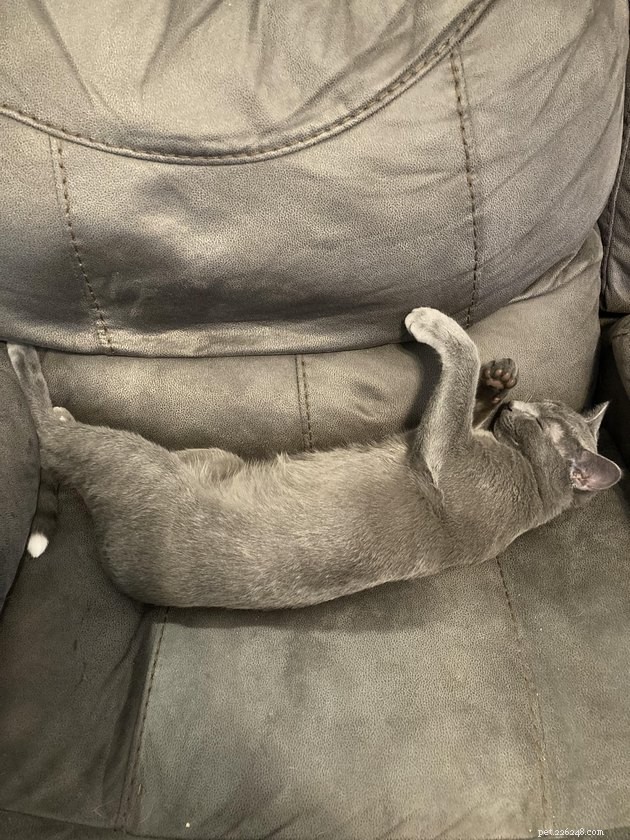 16 Captivating Photographs of Gray Cats