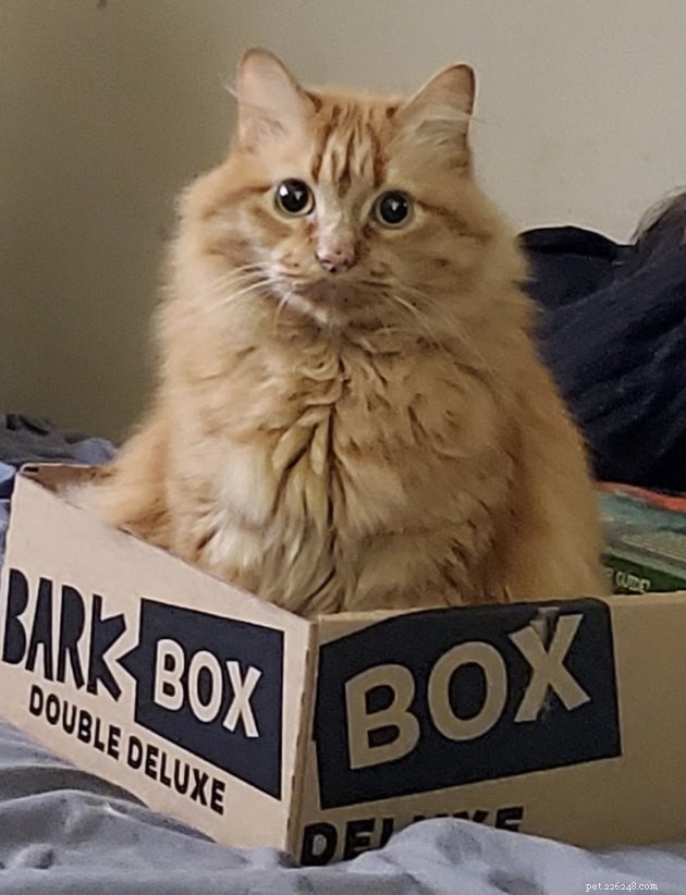 17 Funny Pet Photos with Witty Captions to Brighten Your Day