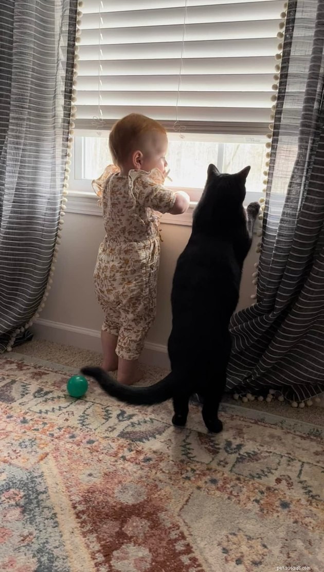 17 Funny Pet Photos with Witty Captions to Brighten Your Day