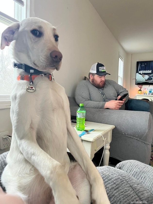 17 Funny Pet Photos with Witty Captions to Brighten Your Day