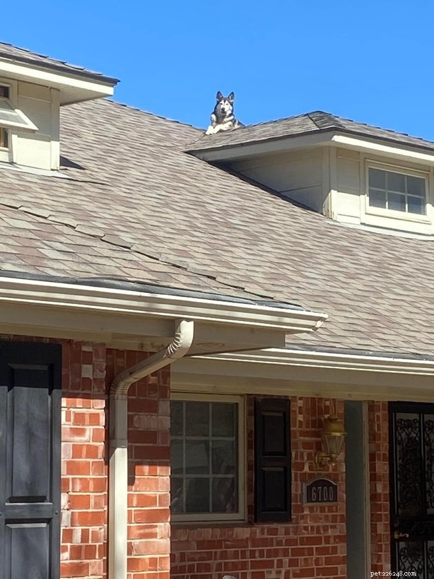 17 Funny Pet Photos with Witty Captions to Brighten Your Day