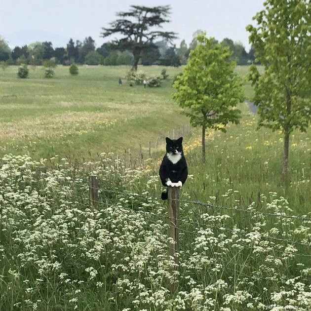 17 Funny Pet Photos with Witty Captions to Brighten Your Day