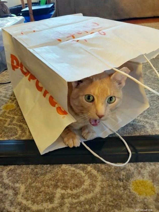 17 Funny Pet Photos with Witty Captions to Brighten Your Day