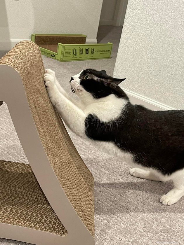 17 Funny Pet Photos with Witty Captions to Brighten Your Day