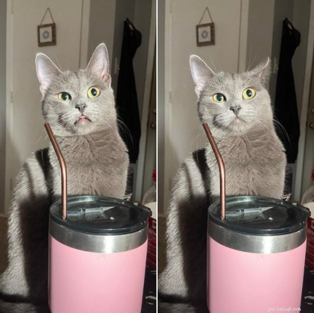17 Funny Pet Photos with Witty Captions to Brighten Your Day