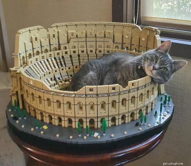17 Funny Pet Photos with Witty Captions to Brighten Your Day