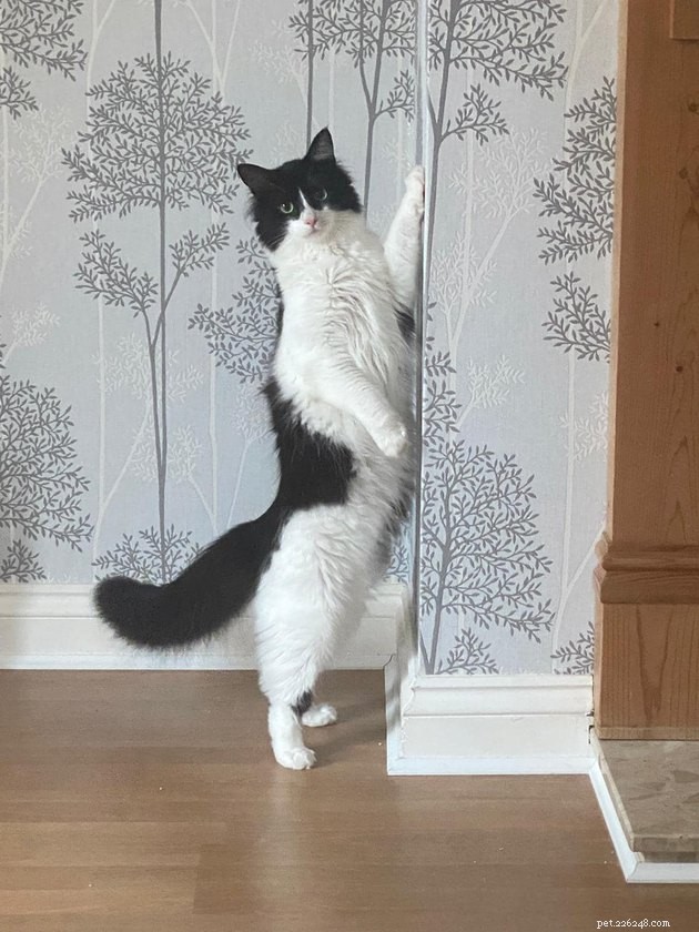 17 Funny Pet Photos with Witty Captions to Brighten Your Day