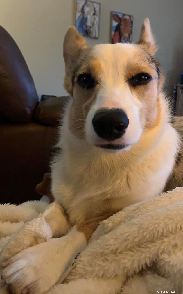 17 Funny Pet Photos with Witty Captions to Brighten Your Day