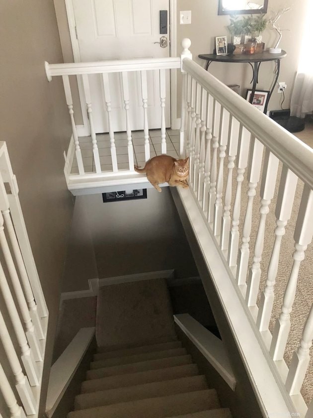 17 Funny Pet Photos with Witty Captions to Brighten Your Day