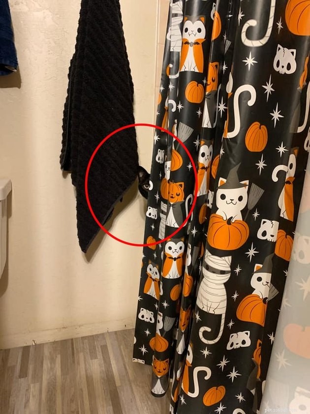 Black Cats Reveal Their Top Hiding Spots – Fans Share Hilarious Insights