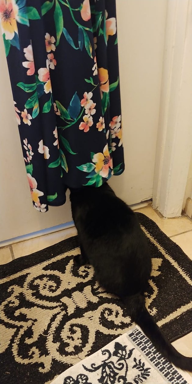 Black Cats Reveal Their Top Hiding Spots – Fans Share Hilarious Insights