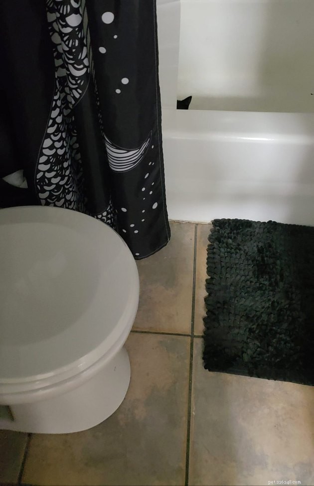 Black Cats Reveal Their Top Hiding Spots – Fans Share Hilarious Insights