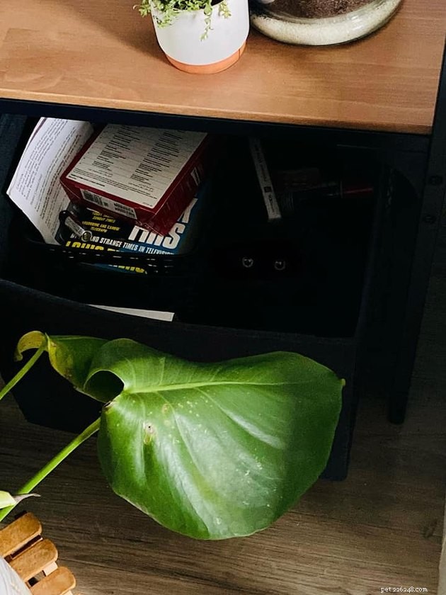 Black Cats Reveal Their Top Hiding Spots – Fans Share Hilarious Insights
