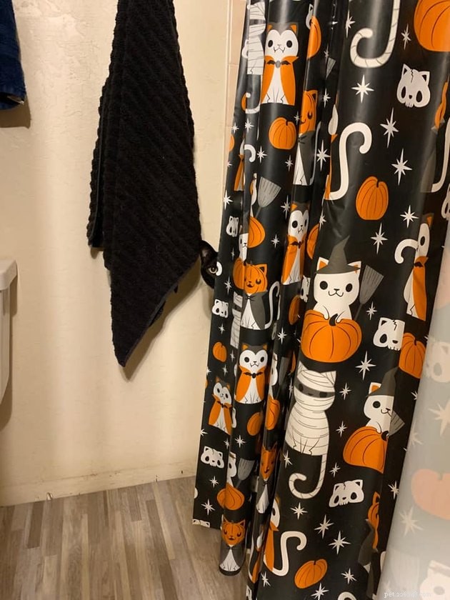 Black Cats Reveal Their Top Hiding Spots – Fans Share Hilarious Insights