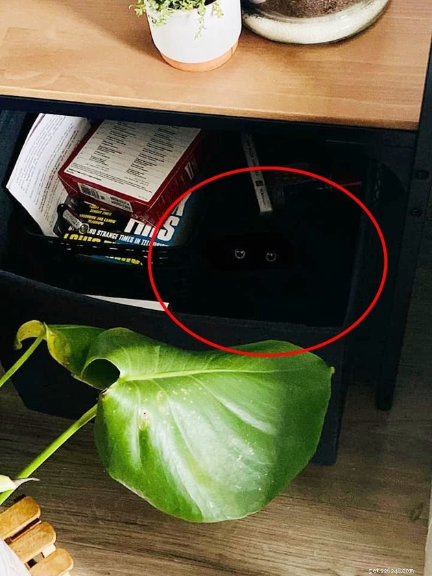 Black Cats Reveal Their Top Hiding Spots – Fans Share Hilarious Insights