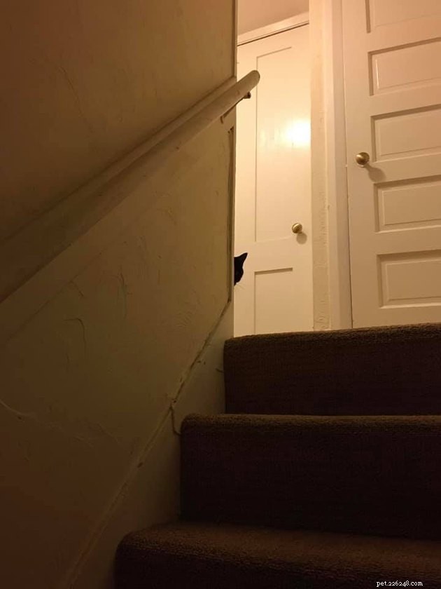 Black Cats Reveal Their Top Hiding Spots – Fans Share Hilarious Insights