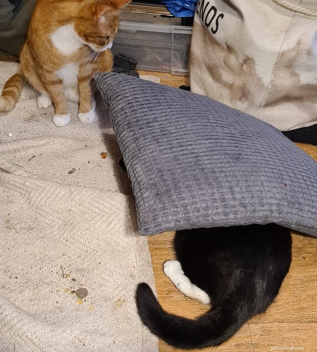 Black Cats Reveal Their Top Hiding Spots – Fans Share Hilarious Insights