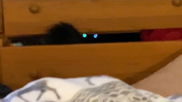 Black Cats Reveal Their Top Hiding Spots – Fans Share Hilarious Insights