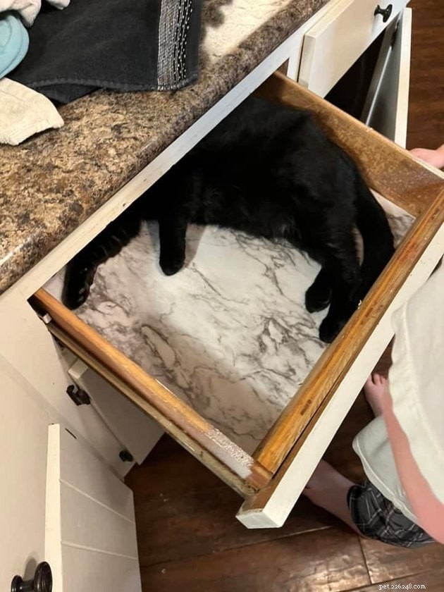 Black Cats Reveal Their Top Hiding Spots – Fans Share Hilarious Insights