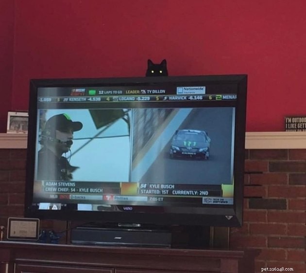 Black Cats Reveal Their Top Hiding Spots – Fans Share Hilarious Insights
