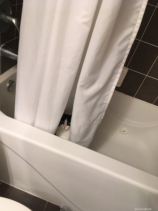 Black Cats Reveal Their Top Hiding Spots – Fans Share Hilarious Insights