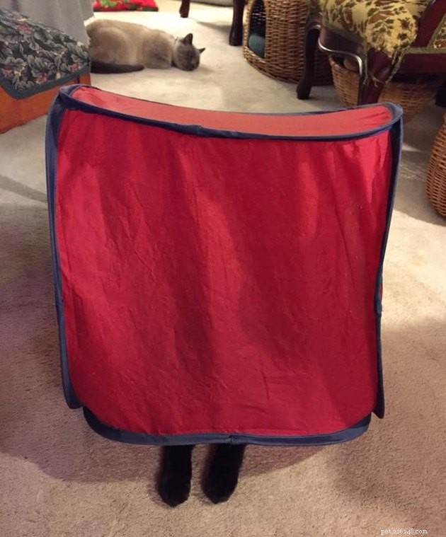 Black Cats Reveal Their Top Hiding Spots – Fans Share Hilarious Insights