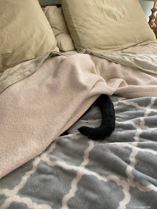 Black Cats Reveal Their Top Hiding Spots – Fans Share Hilarious Insights