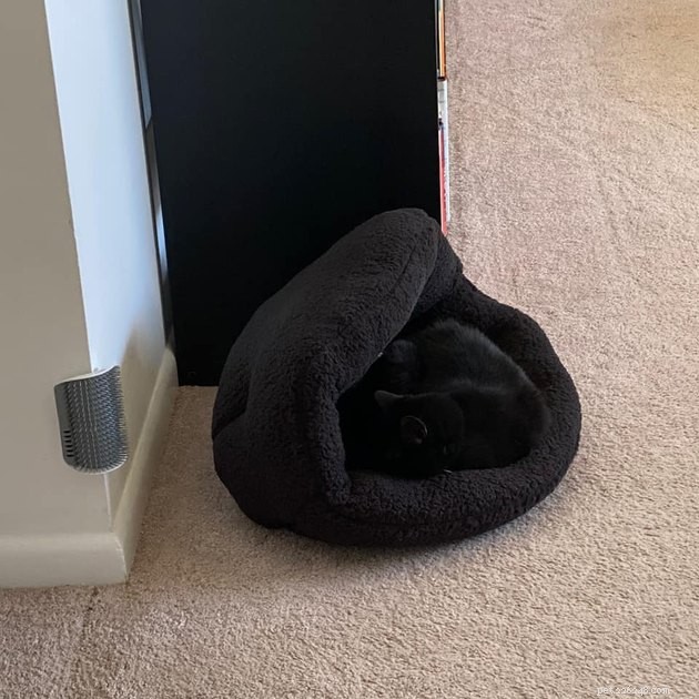 Black Cats Reveal Their Top Hiding Spots – Fans Share Hilarious Insights