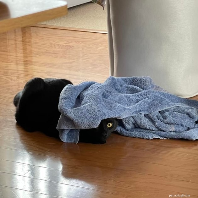 Black Cats Reveal Their Top Hiding Spots – Fans Share Hilarious Insights