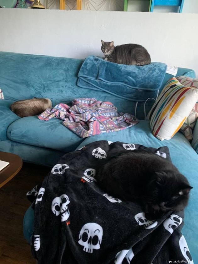Black Cats Reveal Their Top Hiding Spots – Fans Share Hilarious Insights