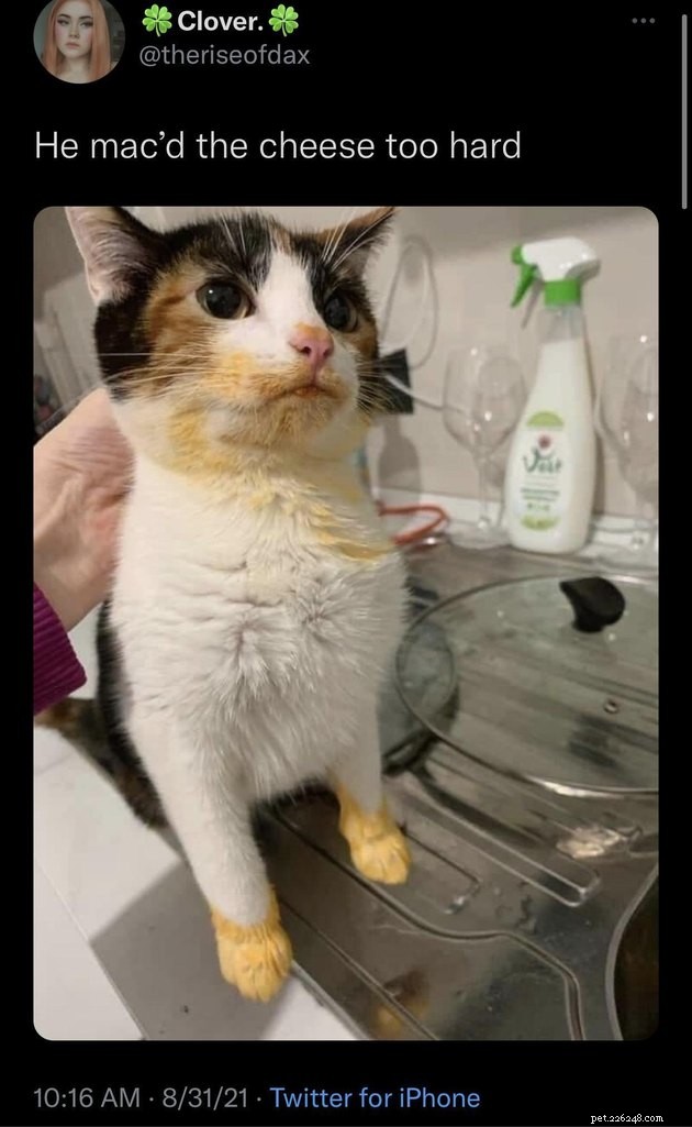 18 Curious Cats That Brought Fun Instead of Trouble