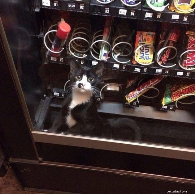 18 Curious Cats That Brought Fun Instead of Trouble