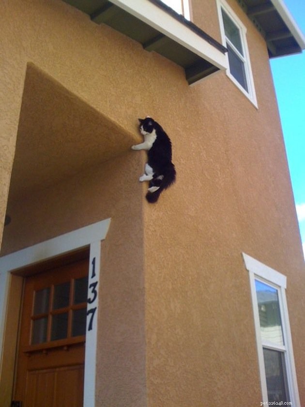 18 Curious Cats That Brought Fun Instead of Trouble