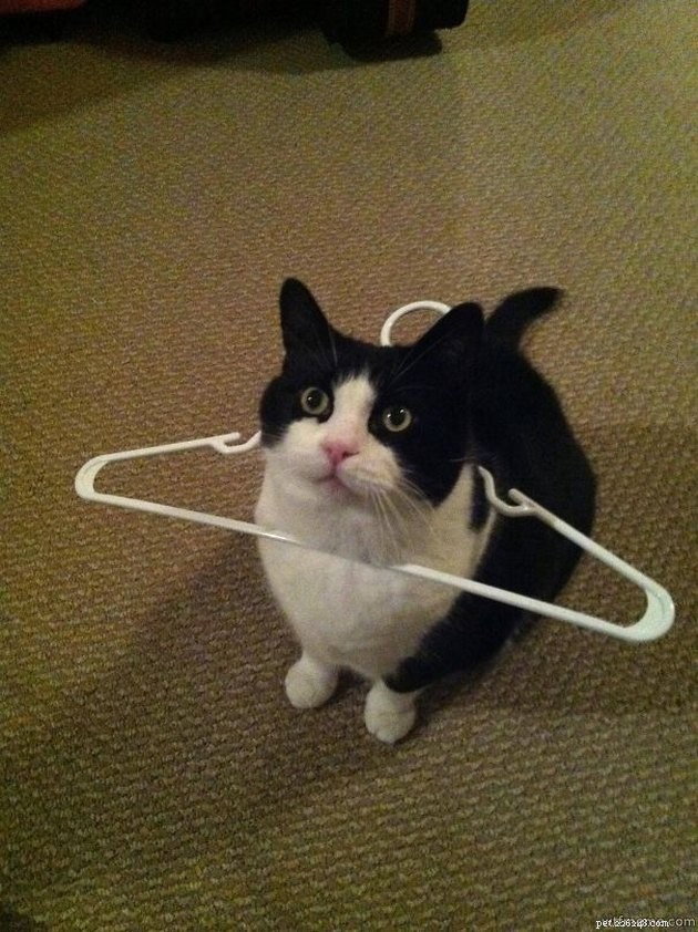 18 Curious Cats That Brought Fun Instead of Trouble