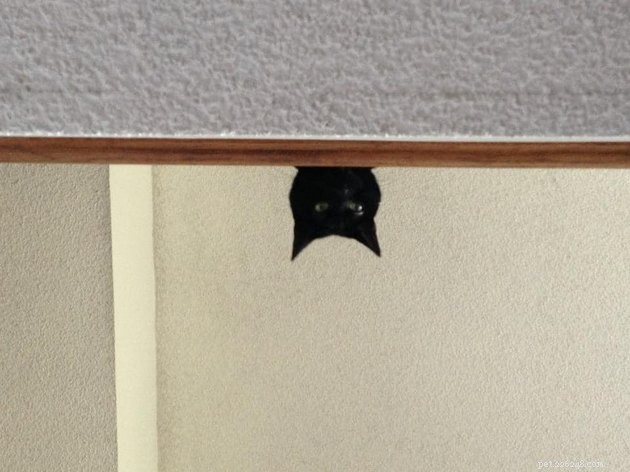 Black Cats Reveal Their Top Hiding Spots – Fans Share Hilarious Insights