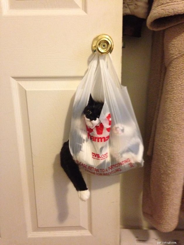 18 Curious Cats That Brought Fun Instead of Trouble