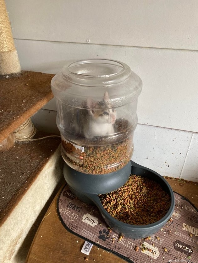 18 Curious Cats That Brought Fun Instead of Trouble