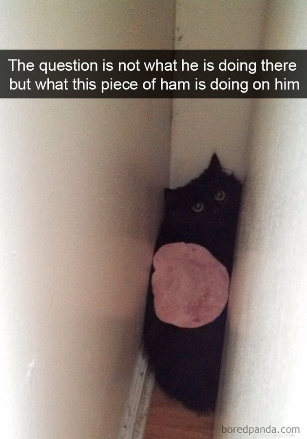 18 Curious Cats That Brought Fun Instead of Trouble