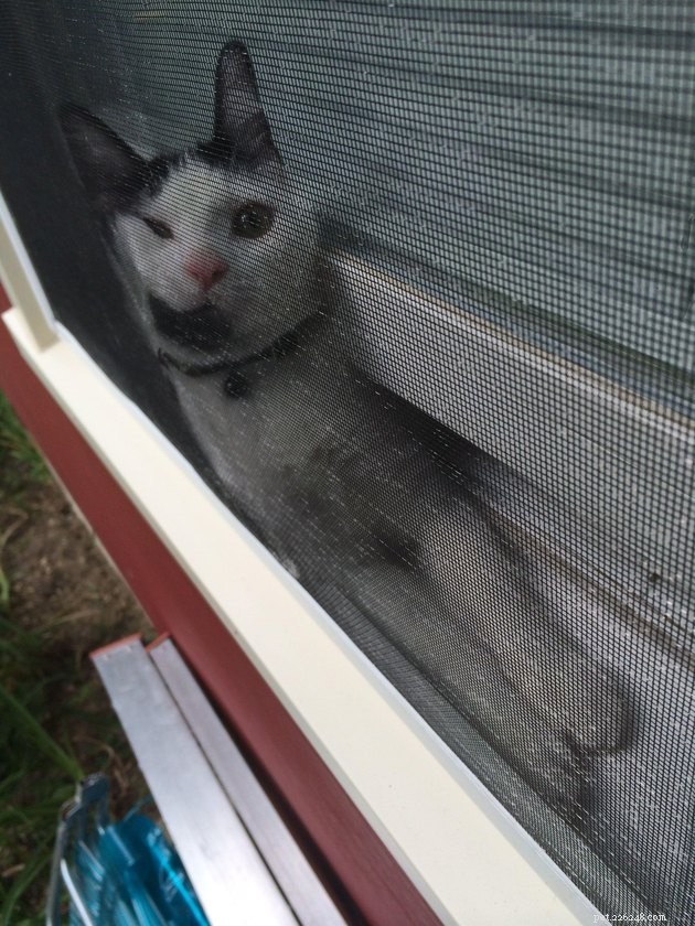 18 Curious Cats That Brought Fun Instead of Trouble