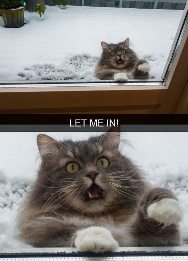 18 Curious Cats That Brought Fun Instead of Trouble