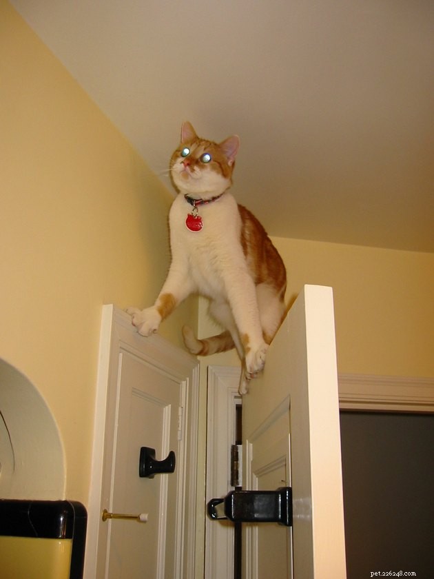 18 Curious Cats That Brought Fun Instead of Trouble