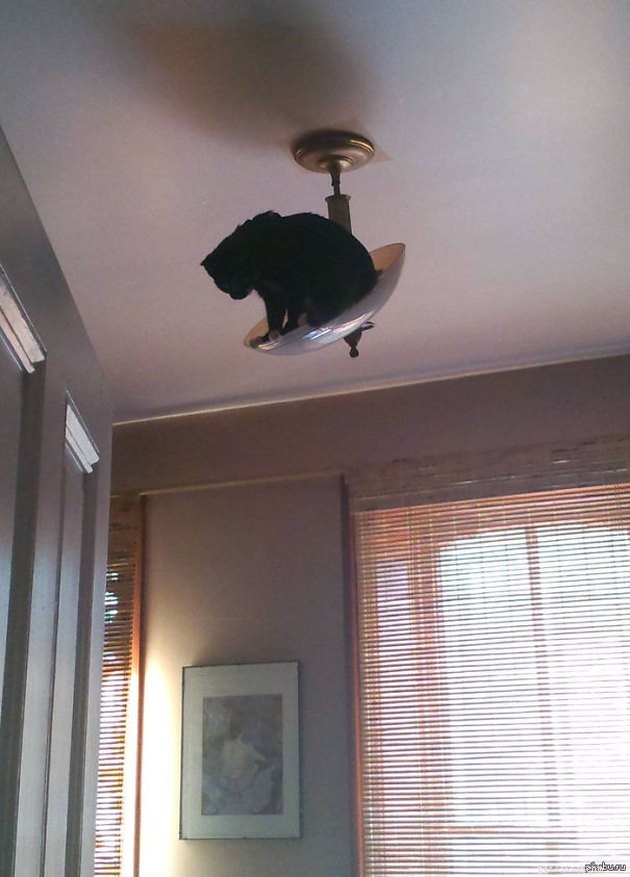 18 Curious Cats That Brought Fun Instead of Trouble