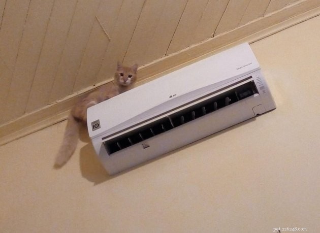 18 Curious Cats That Brought Fun Instead of Trouble