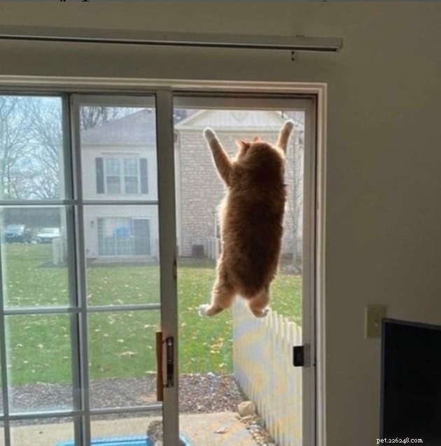 18 Curious Cats That Brought Fun Instead of Trouble