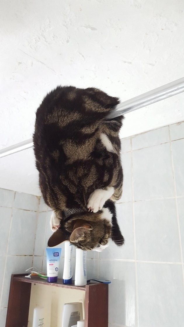 18 Curious Cats That Brought Fun Instead of Trouble