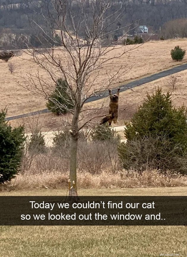 18 Curious Cats That Brought Fun Instead of Trouble