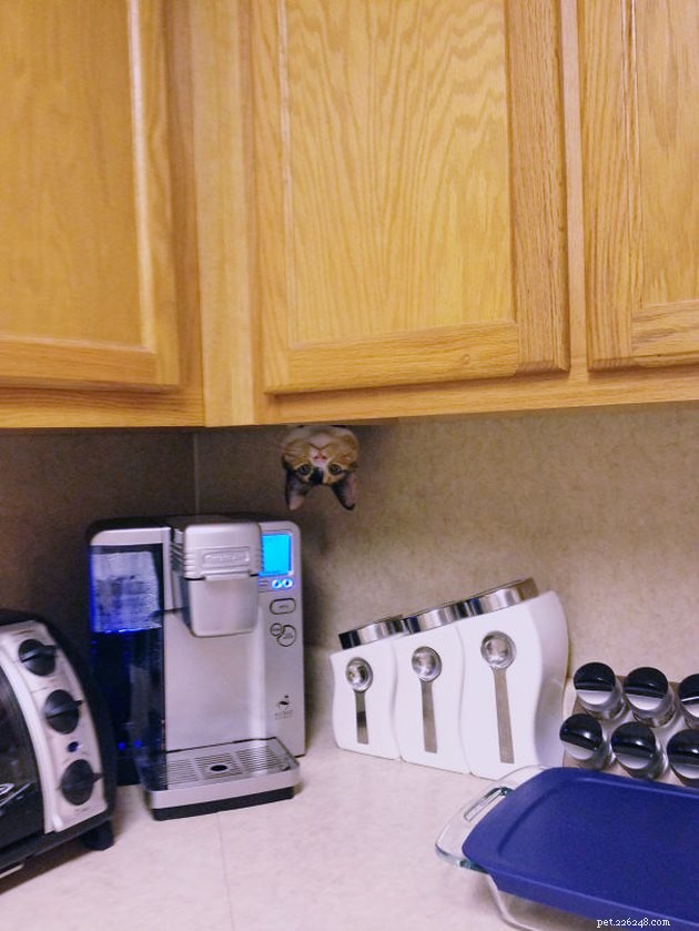 18 Curious Cats That Brought Fun Instead of Trouble