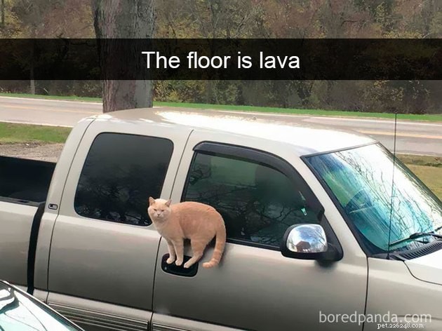 18 Curious Cats That Brought Fun Instead of Trouble