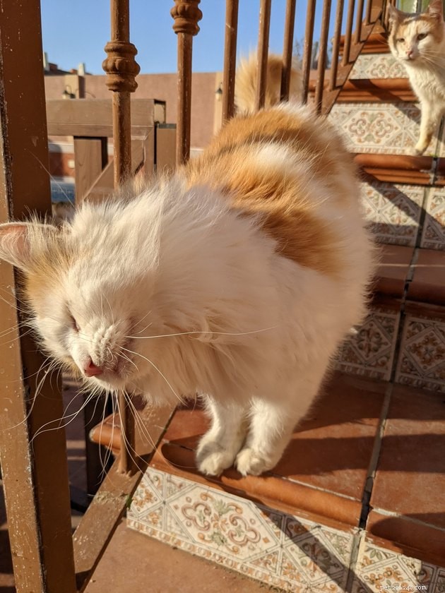 24 Cats That Seem Stopped Working—A Playful Look at the Viral Cat Meme